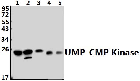 UMP~CMP Kinase (E36)