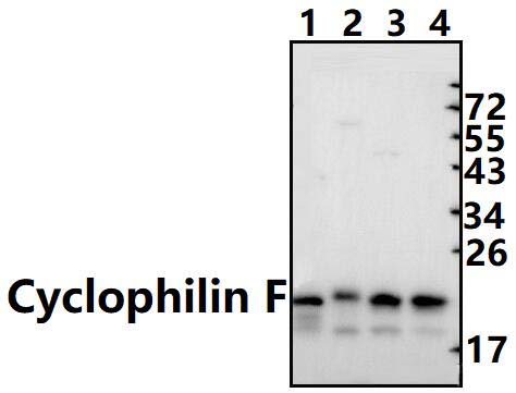 Cyclophilin F (Y121)