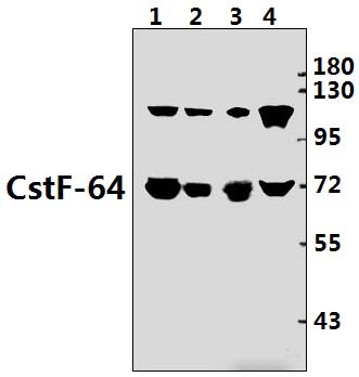 CstF~64 (R46)