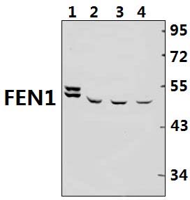 FEN1 (A119)