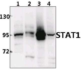 Stat1 (L177)