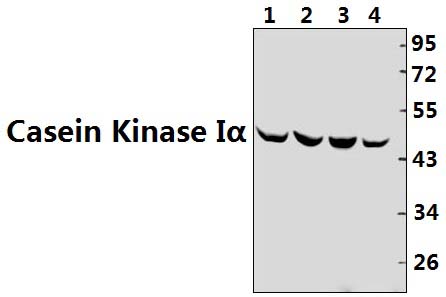 Casein Kinase Iα (F158)