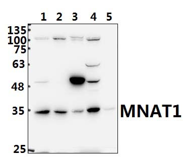 MNAT1 (E123)