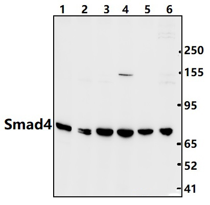 Smad4 (L43)