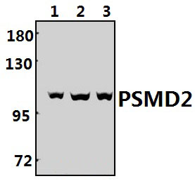 PSMD2 (R34)