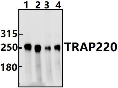 TRAP220 (P697)