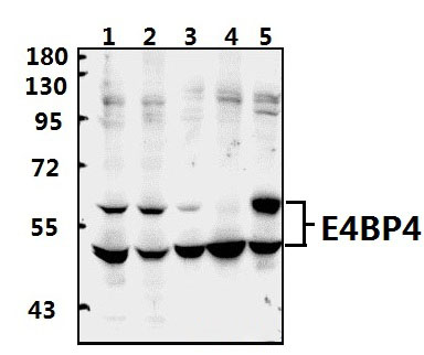 E4BP4 (E65)