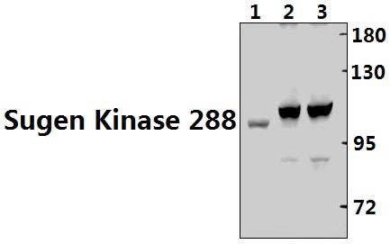 Sugen Kinase 288 (L341)