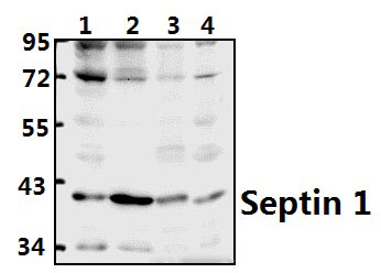 Septin 1 (D205)