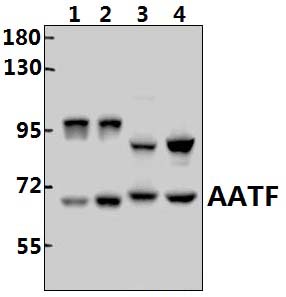 AATF (N16)