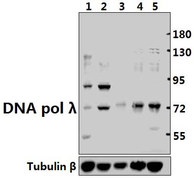 DNA pol λ (R478)