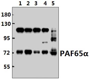 PAF65α (Q53)