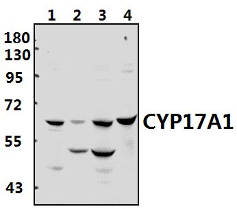 CYP17A1 (N249)