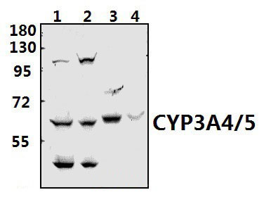 CYP3A4/5 (F386)