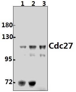 Cdc27 (K390)