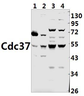 Cdc37 (F259)