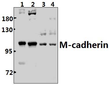 M~cadherin (A108)