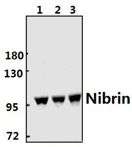 Nibrin (P461)