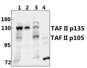 TAF II p135/p105 (E977)