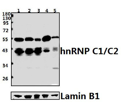hnRNP C1/2 (D271)