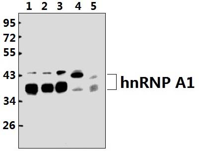 hnRNP A1 (E85)