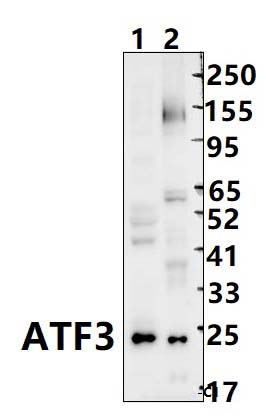 ATF3 (N159)
