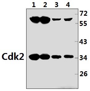 Cdk2 (Q265)