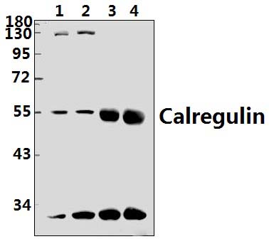 Calregulin (G54)
