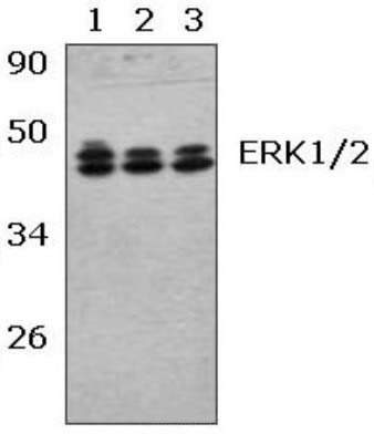 ERK1/2 (R172)