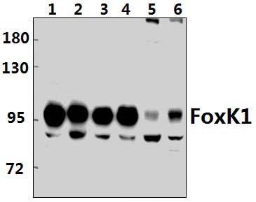 FoxK1 (G698)