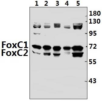 FoxC1/2 (K138)