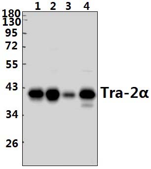 Tra~2α (G241)