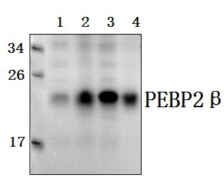 PEBP2β (R33)