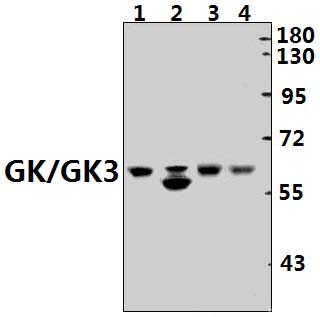 GK/GK3 (H39)