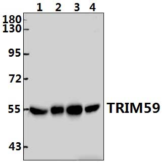 TRIM59 (Q221)