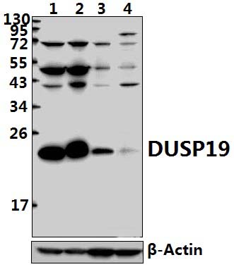 DUSP19 (F133)