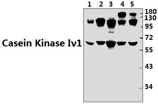 Casein Kinase Iγ1 (H3)