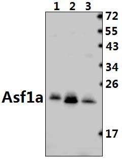 Asf1a (H150)