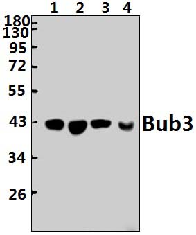 BUB3 (H274)