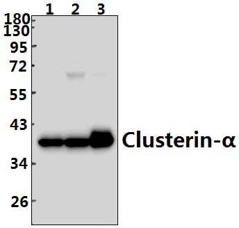 Clusterin~α (E436)