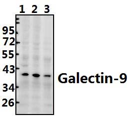 Galectin~9 (G80)