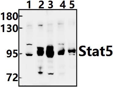 Stat5 (W287)