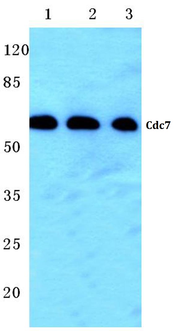 Cdc7 (F35)
