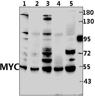 Myc (K422)