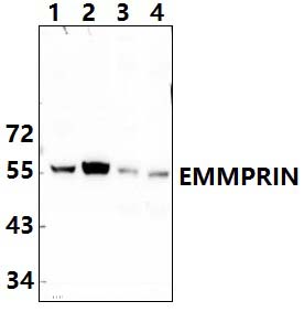 EMMPRIN (Q370)