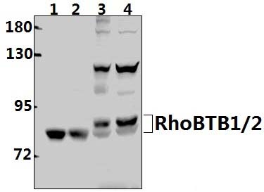 RhoBTB1/2 (T85)