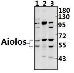 Aiolos (S386)