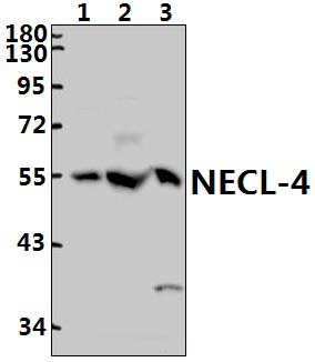 NECL~4 (G376)