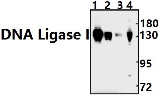 DNA Ligase I (E139)