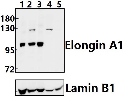 Elongin A1 (R129)